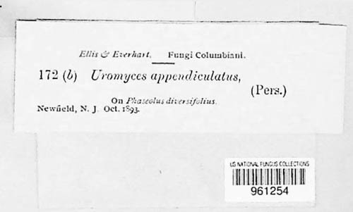 Uromyces appendiculatus image
